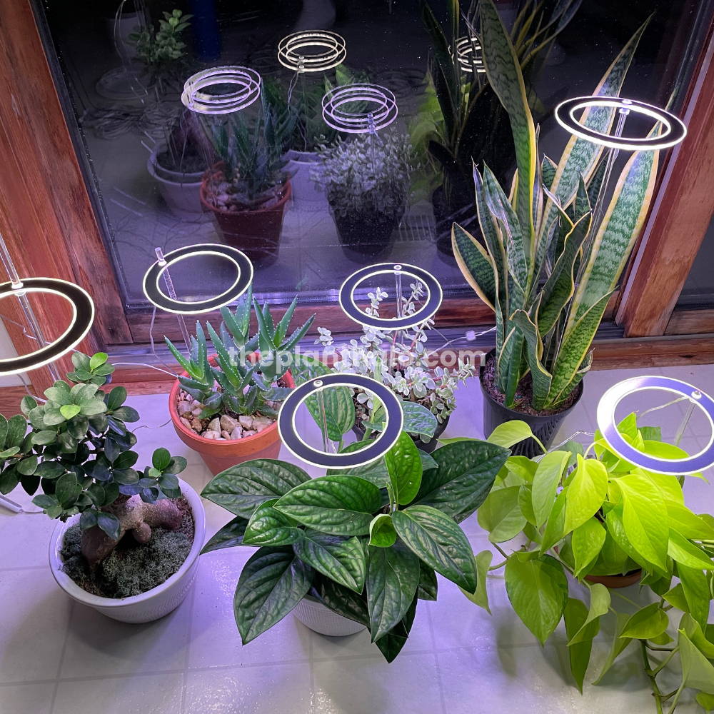 The plant halo light top